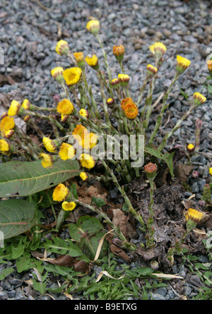 Coltsfoot, Tussilago farfara, Asteraceae Stock Photo