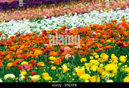 A Riot of Color, Ranunculus at the Carlsbad Flower Fields in