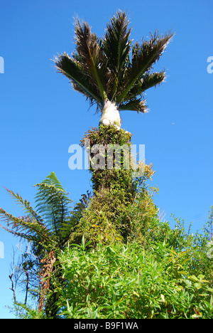 Nikau Palm trees, Punakaiki, Paparoa National Park, West Coast, South Island, New Zealand Stock Photo