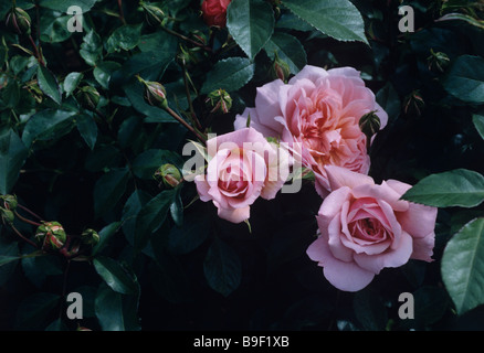 Anne Boleyn, An English Rose introduced by David Austin in 1999 in the garden of David Austin’s Nursery, Albrighton Stock Photo