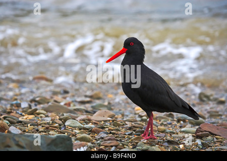 Variable Oystercatcher, Haematopus unicolor, along the beach at Ocean Bay, Port Underwood, Marlborough District, South Island, N Stock Photo