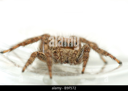 Jumping Spider, The Pantropical Jumper, Plexippus Paykulli, Family ...