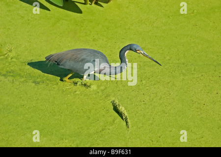 A Tricolored Heron Stock Photo