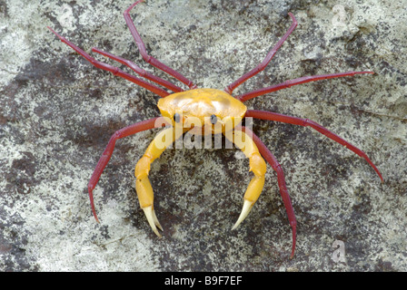 Colorful 'spider crab' (Madagapotamon humberti) on a rock in Ankarana Special Reserve, Madagascar. Stock Photo