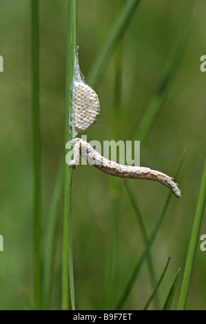 Parasitoid wasp pupae Stock Photo - Alamy