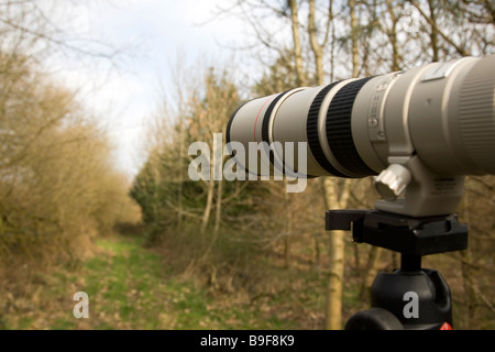 A photographers Canon L lense zoom points outwards from behind a hide as it points towards a subject of photographic interest Stock Photo