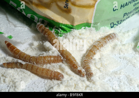 Yellow Mealworm Beetle (Tenebrio molitor). Larvae (mealworms) in wheat flour Stock Photo
