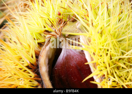 Close-up of chestnut Stock Photo