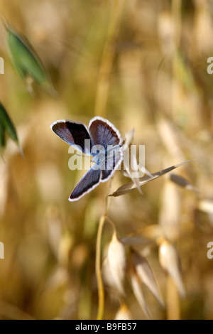 Close-up of butterfly on ear of oat Stock Photo