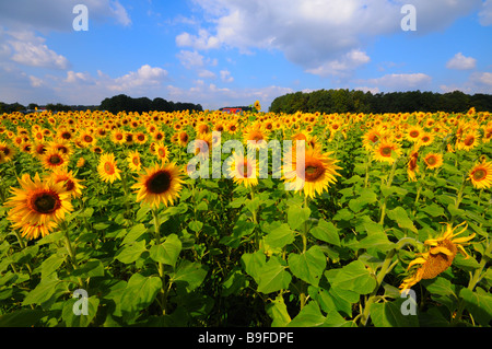 Sunflowers (Helianthus Annus) blooming in field Stock Photo