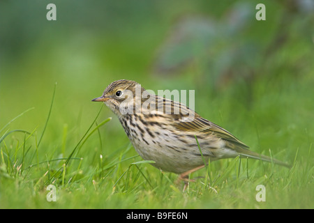 Close-up of Meadow Pipit (Anthus pratensis) foraging in field Stock Photo