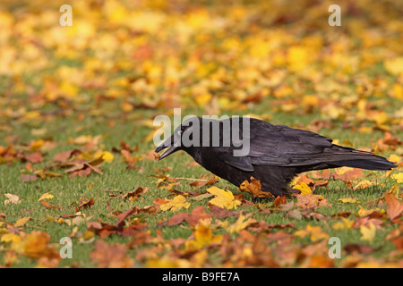Close-up of Carrion crow (Corvus corone) foraging in field Stock Photo
