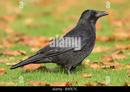 Close-up of Carrion crow (Corvus corone) in field Stock Photo