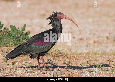 Close-up of Northern Bald Ibis (Geronticus eremita) in desert Stock Photo