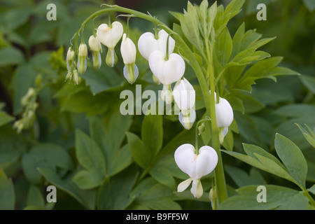 White bleeding heart flowers (Dicentra spectabilis alba) Stock Photo