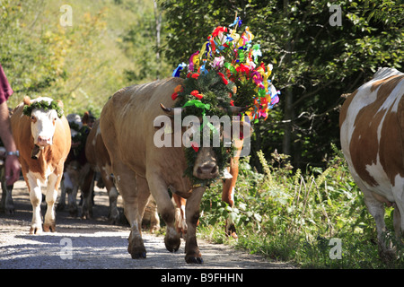 Germany Chiemgau fact-edge alpabtrieb cows flower-jewelry series Chiemgauer Alps Bavaria animals mammals livestock cows Stock Photo