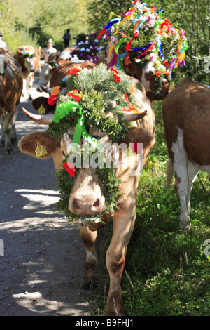 Germany Chiemgau fact-edge alpabtrieb cows flower-jewelry series Chiemgauer Alps Bavaria animals mammals livestock cows Stock Photo