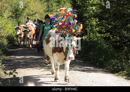 Germany Chiemgau fact-edge alpabtrieb cows flower-jewelry shepherds series Chiemgauer Alps Bavaria animals mammals livestock Stock Photo