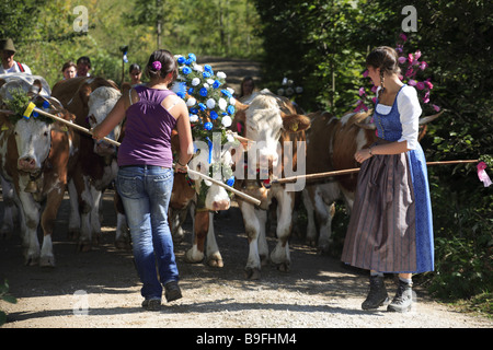 Germany Chiemgau fact-edge alpabtrieb cows flower-jewelry shepherds series Chiemgauer Alps Bavaria animals mammals livestock Stock Photo