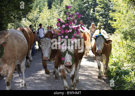 Germany Chiemgau fact-edge alpabtrieb cows flower-jewelry shepherds series Chiemgauer Alps Bavaria animals mammals livestock Stock Photo