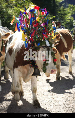 Germany Chiemgau fact-edge alpabtrieb cows flower-jewelry series Chiemgauer Alps Bavaria animals mammals livestock cows Stock Photo