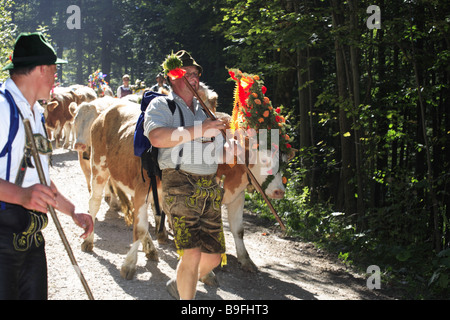 Germany Chiemgau fact-edge alpabtrieb cows flower-jewelry shepherds series Chiemgauer Alps Bavaria animals mammals livestock Stock Photo