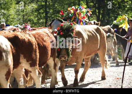 Germany Chiemgau fact-edge alpabtrieb cows flower-jewelry fuzziness series Chiemgauer Alps Bavaria animals mammals livestock Stock Photo