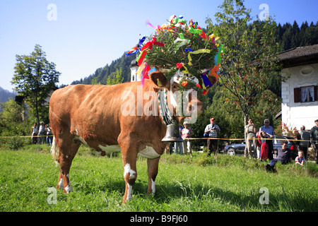 Germany Chiemgau fact-edge alpabtrieb meadow cow flower-jewelry tourists series Chiemgauer Alps Bavaria animal Säugtier Stock Photo