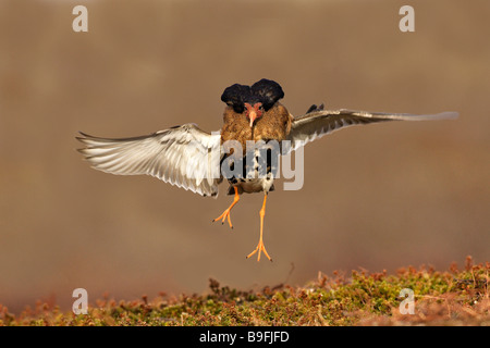 Ruff (Philomachus pugnax), male displaying Stock Photo