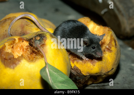 House Mouse (Mus musculus) eating rooting quince