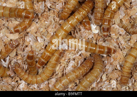 Yellow Mealworm Beetle (Tenebrio molitor). Larvae (mealworms) in wheat bran Stock Photo