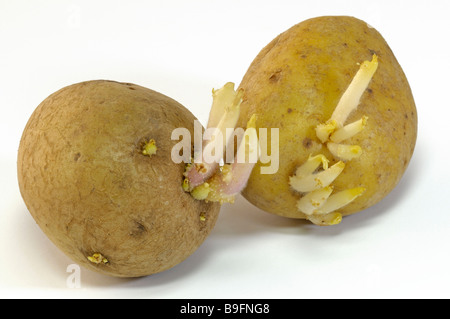 Sprouting Potatoes (Solanum tuberosum), studio picture Stock Photo