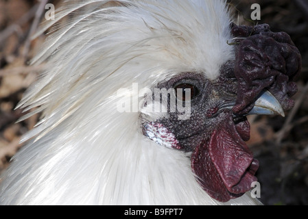 Detail of a White Silkie Chicken Head, Greenfield Valley, Holywell, North Wales Stock Photo