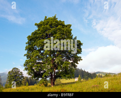 lofty tree on sky background with fleecy clouds Stock Photo