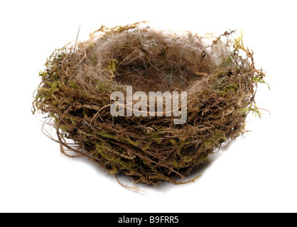 Birds nest Stock Photo