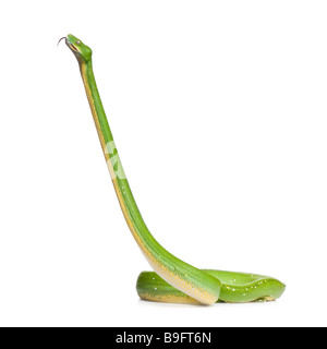 green tree python Morelia viridis 5 years old in front of a white background Stock Photo