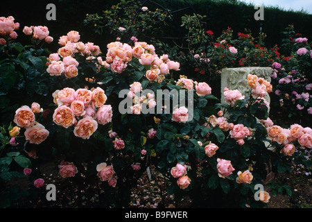 Ellen a David Austin, English Rose Stock Photo