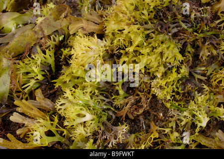 False Irish moss Mastocarpus stellatus a red seaweed bleached to green by the sun on the lower shore UK Stock Photo