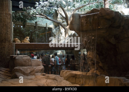 Tourists Looking at Lions in the Lion Habitat in the MGM Grand Hotel, Las Vegas Stock Photo
