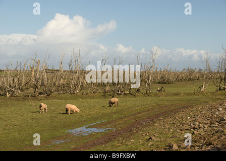 Sheep grazing on salt marsh at Porlock Somerset Stock Photo