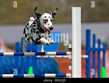 Dalmatian jumping in an agility competition. Stock Photo