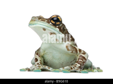 Amazon Milk Frog Trachycephalus resinifictrix in front of a white background Stock Photo