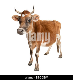 Jersey cow 10 years old in front of a white background Stock Photo