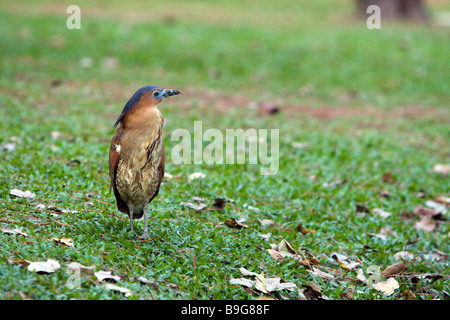 Malayan night heron (Gorsachius melanolophus), a.k.a. tiger bittern forages on grass ground, South District, Taichung City, Taiwan Stock Photo