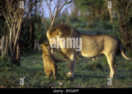 Young lion cub trying to play with senior mature male Masai Mara National Reserve Kenya East Africa Stock Photo