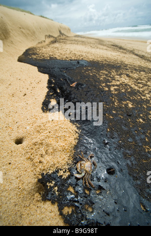 oil pollution on beach oil sludge kills wildlife . Pacific Adventurer disaster Queensland 2009  Wednesday, 11 March , 2009 Stock Photo