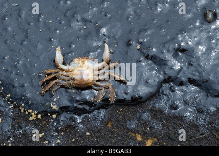 crab killed by oil pollution on beach Stock Photo