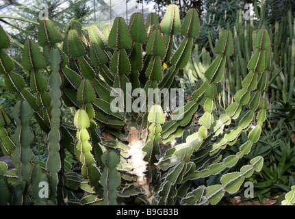 Euphorbia cooperi, Euphorbiaceae, Tropical South Africa Stock Photo