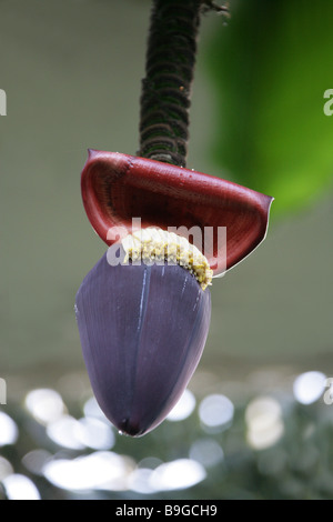 Banana plant (Musaceae) blossom and green bananas on tree, La Reunion ...