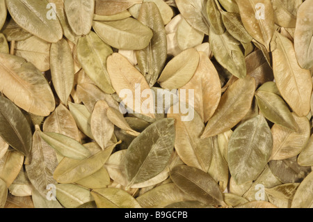 Dried leaves of medicinal plant Buchsbaum Buchs Box Boxtree Boxwood Buxus sempervirens Stock Photo
